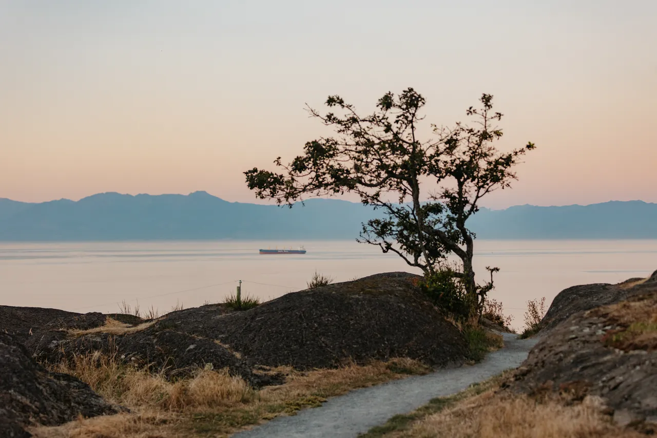 A lone tree stands atop a rocky slope by the ocean with mountains in the distance.