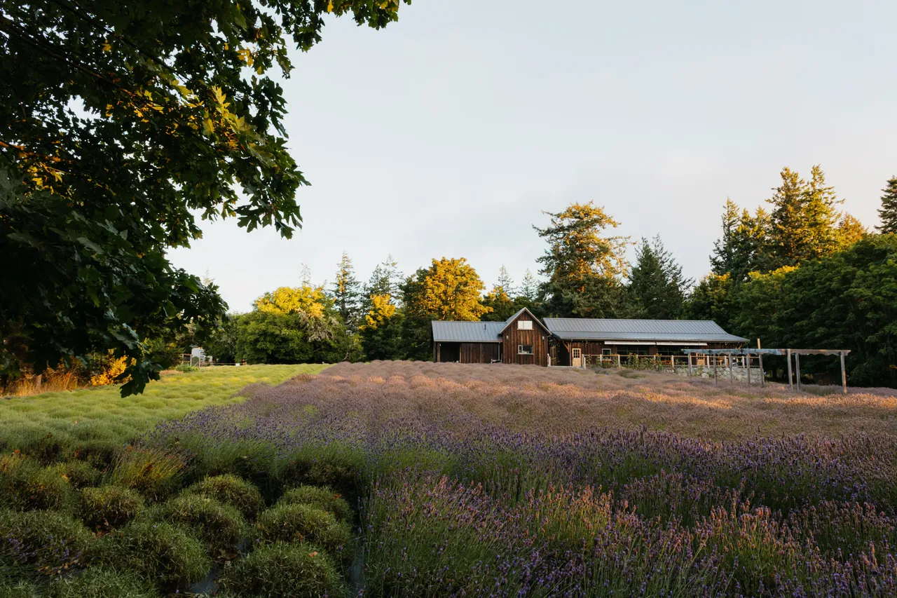 Lavender fields surrounding a rustic building at sunset