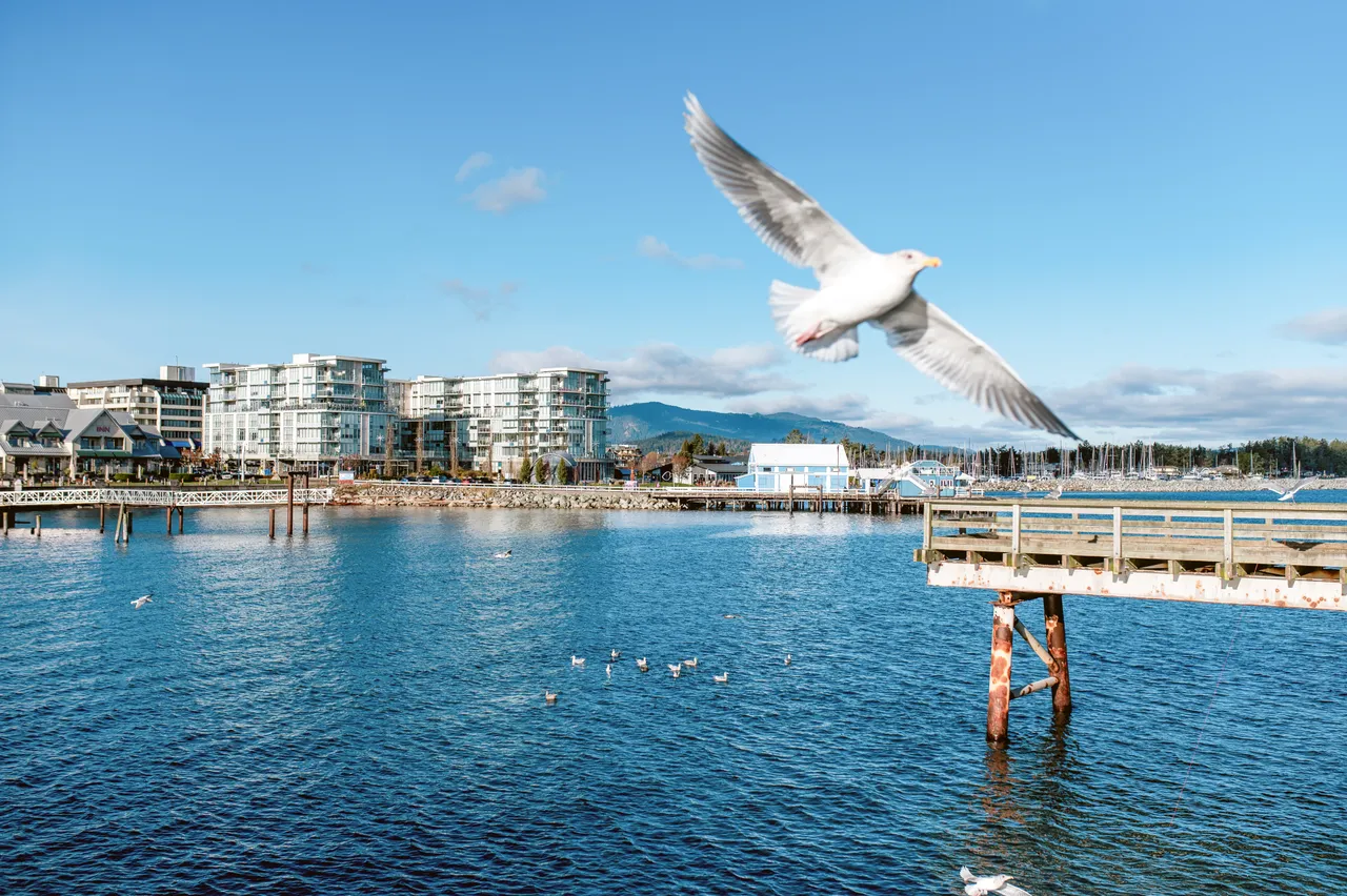 Water landscape with gull - Sidney