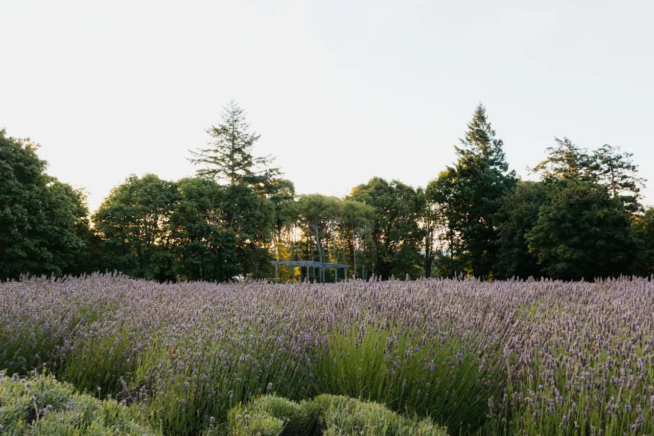 Lavender fields beneath a soft summer evening sky