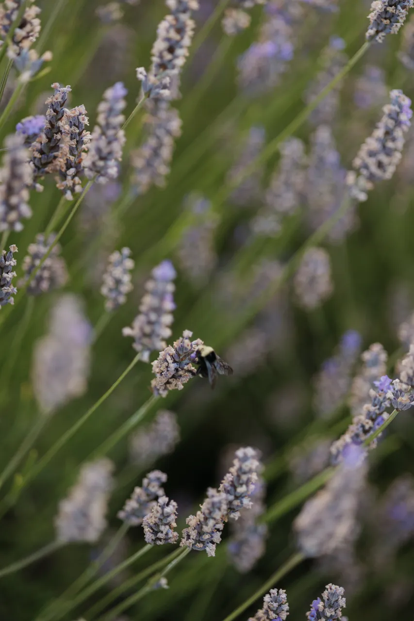 Bumblebee gathers nectar among blooming lavender stems