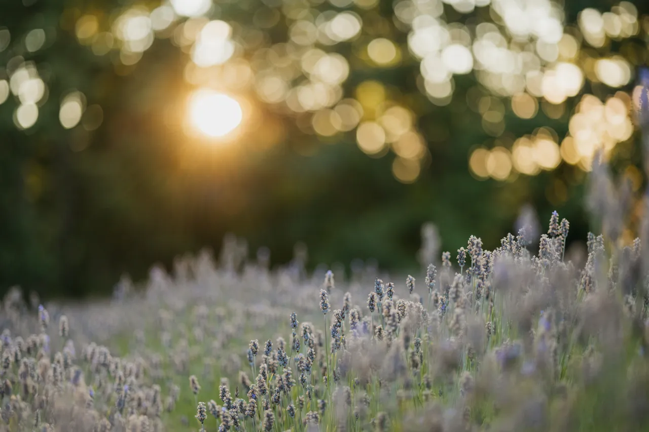 Golden sunlight over lavender field at summer’s end with blurry trees in background