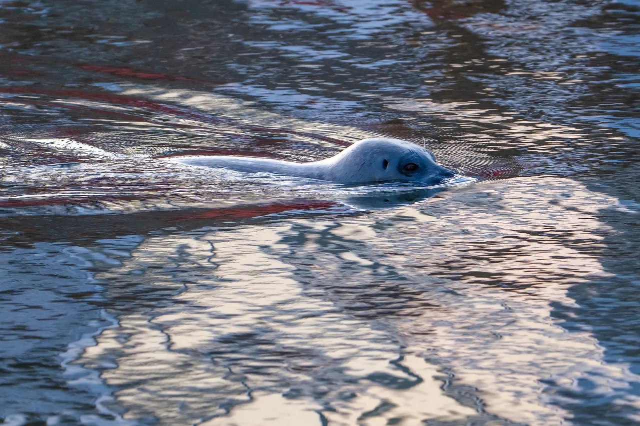 Harbour Seal Gliding Through Rippled Blue Water