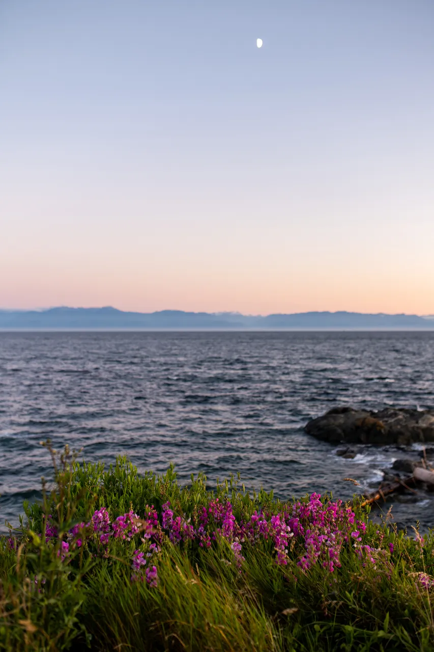 Ocean and Plants overlooking Mountains on Dallas Road