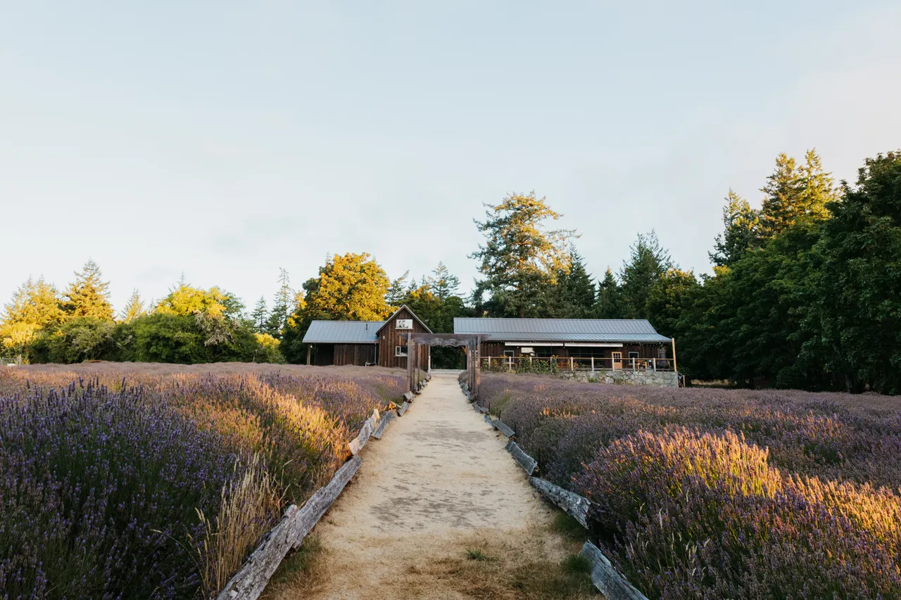 Pathway at Bilston Creek Farm in Metchosin leadsthrough lavender fields leading to rustic building enshrouded by trees