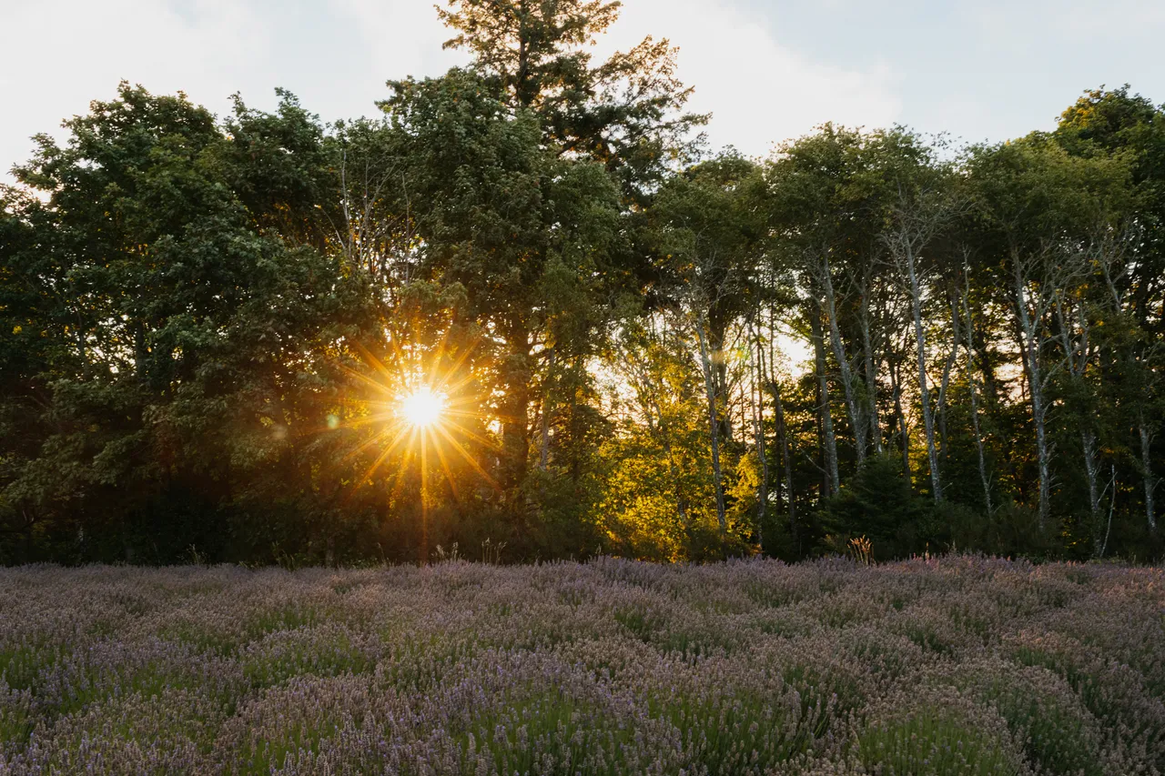 Golden sunlight over a lavender field