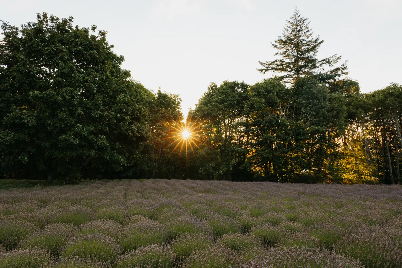 Sunlight filters through trees over a lavender field at dawn