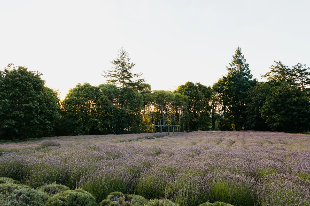 Lavender fields stretching beneath a soft evening sky