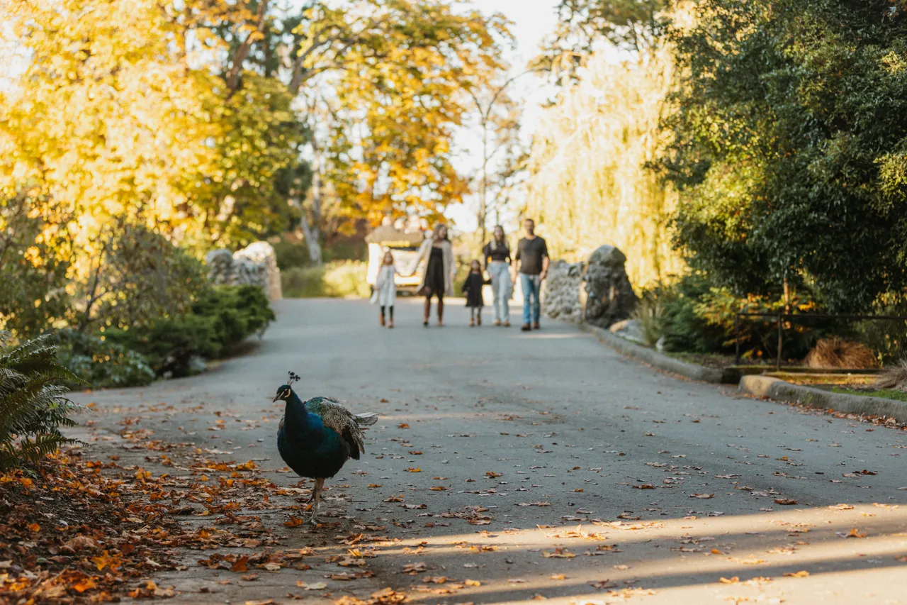 Peacock and family walking - Beacon Hill Park