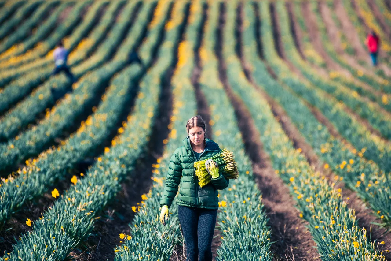 Woman in daffodil farm