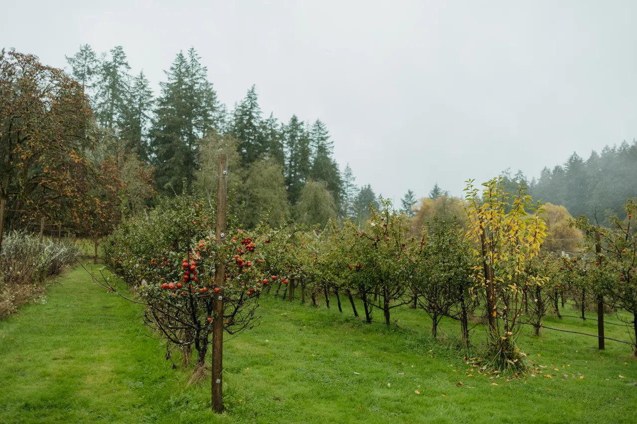 Apple orchard - 1 - Junction Orchard & Cidery - Victoria