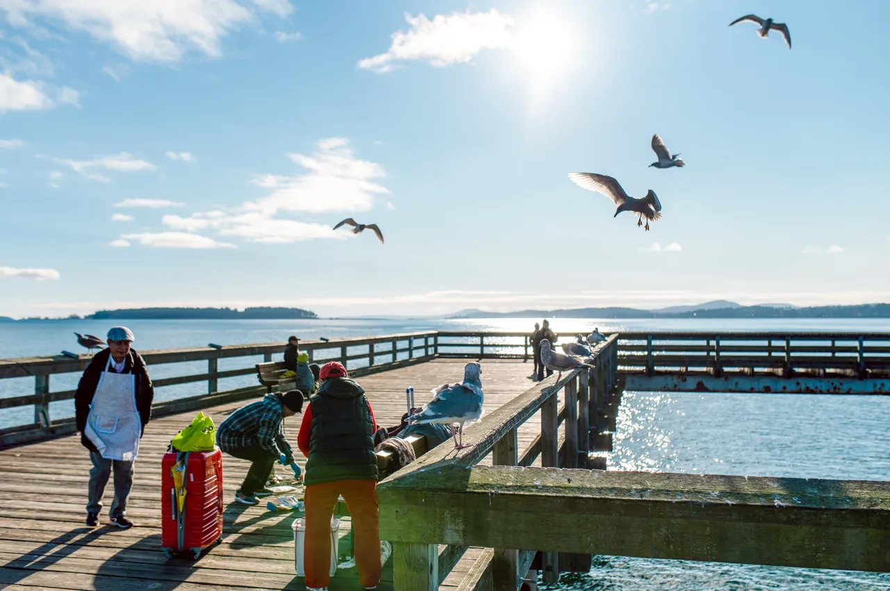 People and gulls on pier - 2
