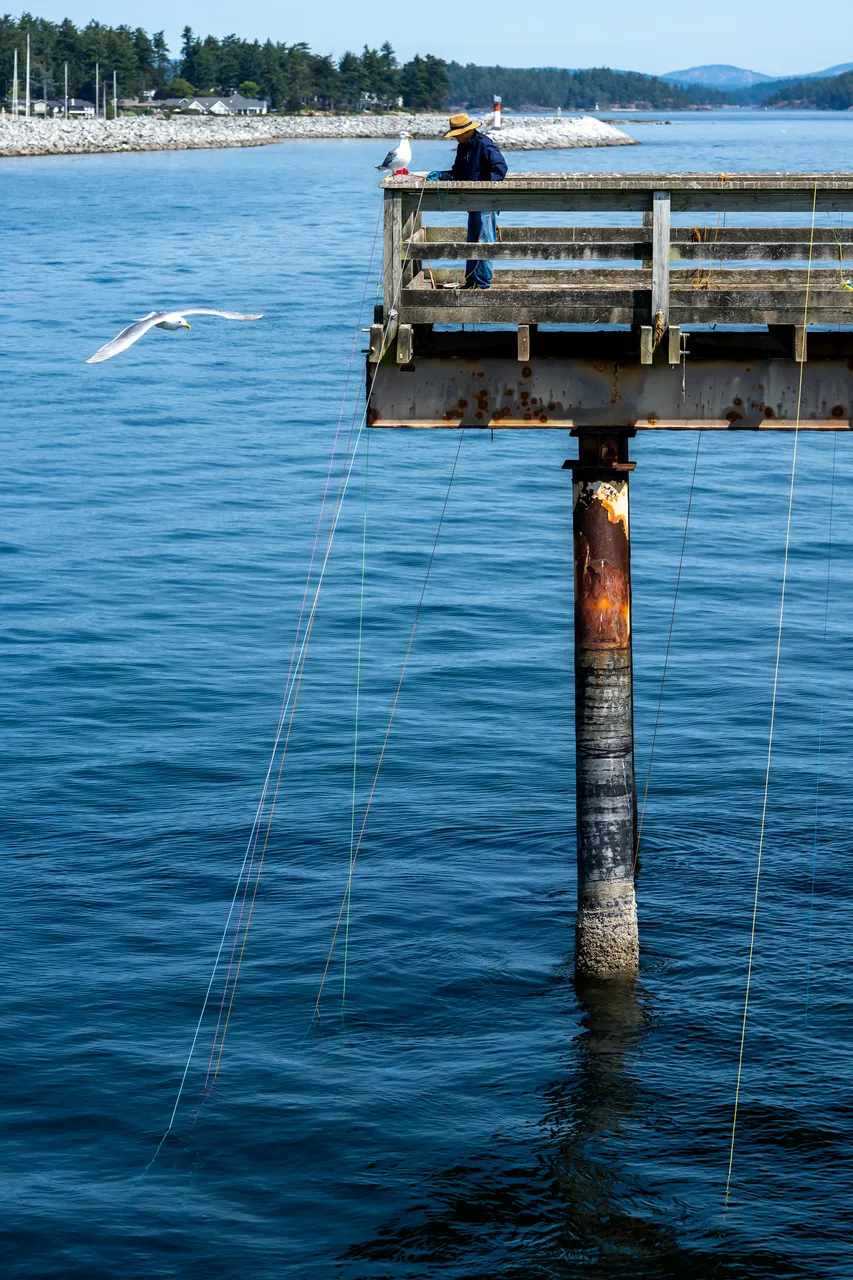 Pier with Seagulls and Fisherman during a Summer Day