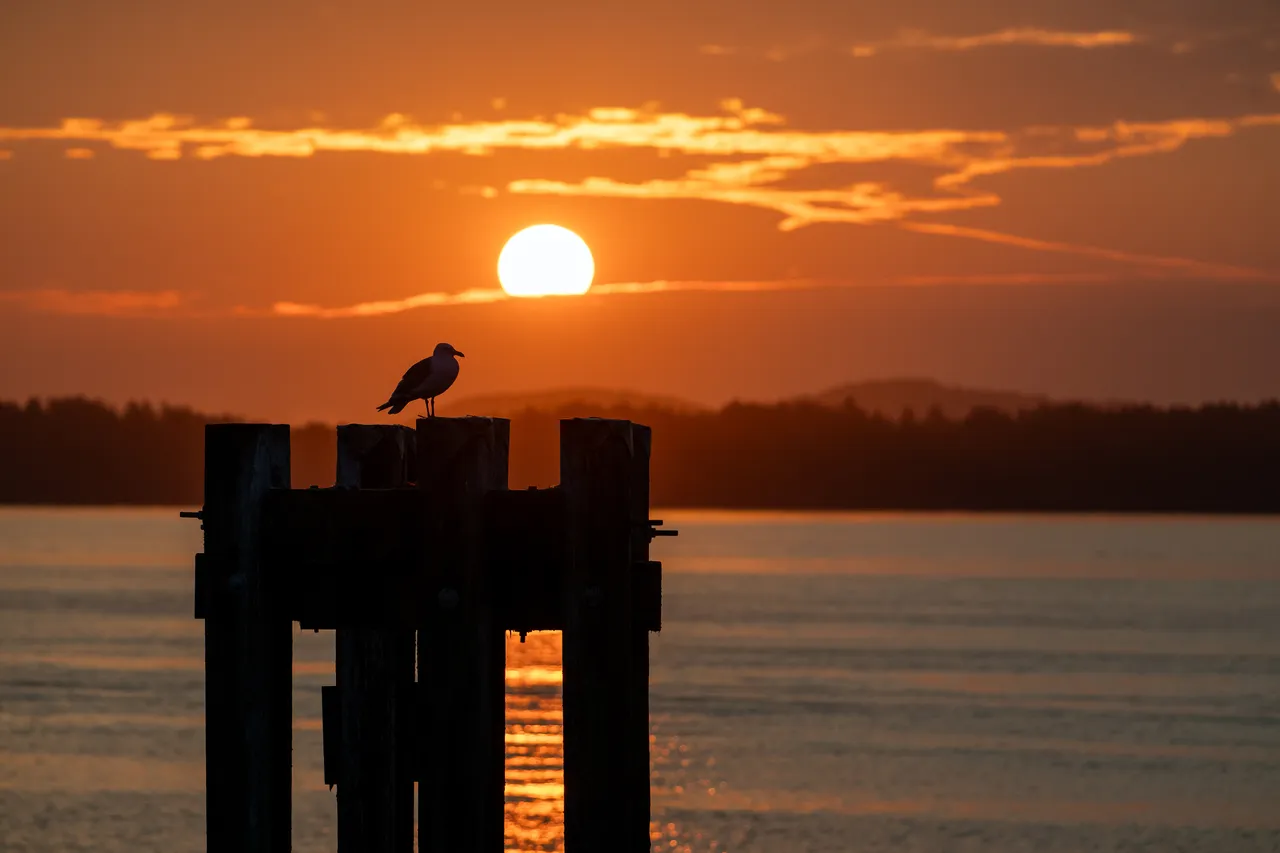 Lone Gull Perched on Dock Piling Against a Fiery Morning Sky