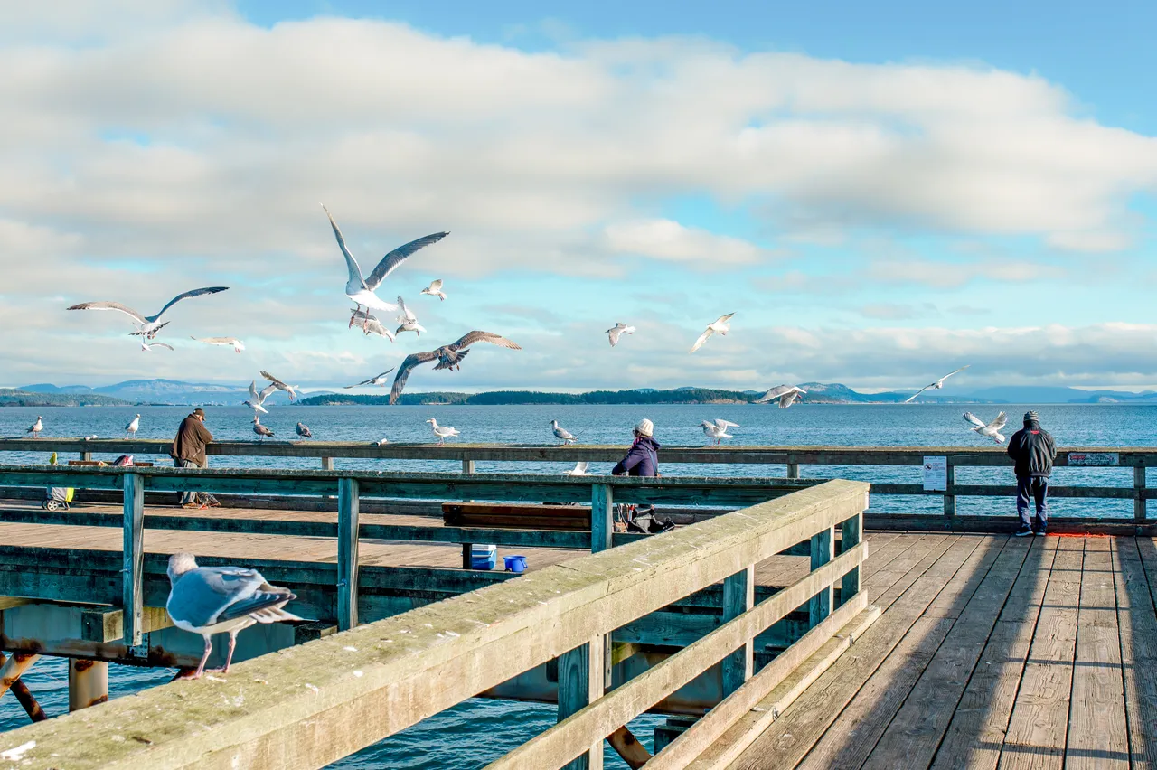 People and gulls on pier - 1