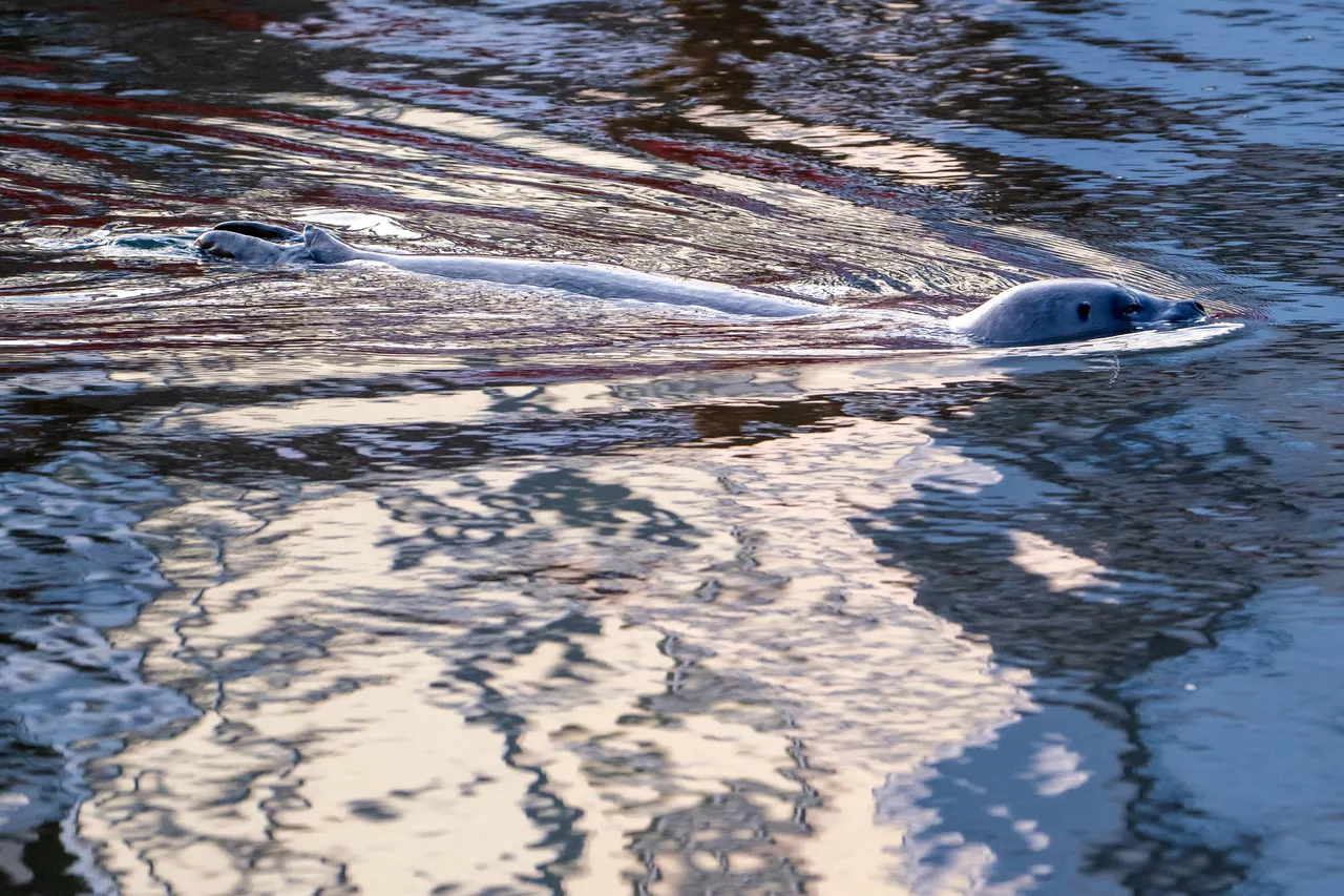Harbour Seal Swimming Through Shimmering Light Reflections