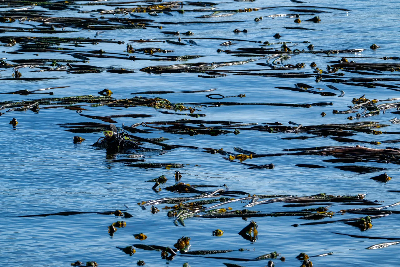 Snorkeller in Kelp and Water on Sunny Day