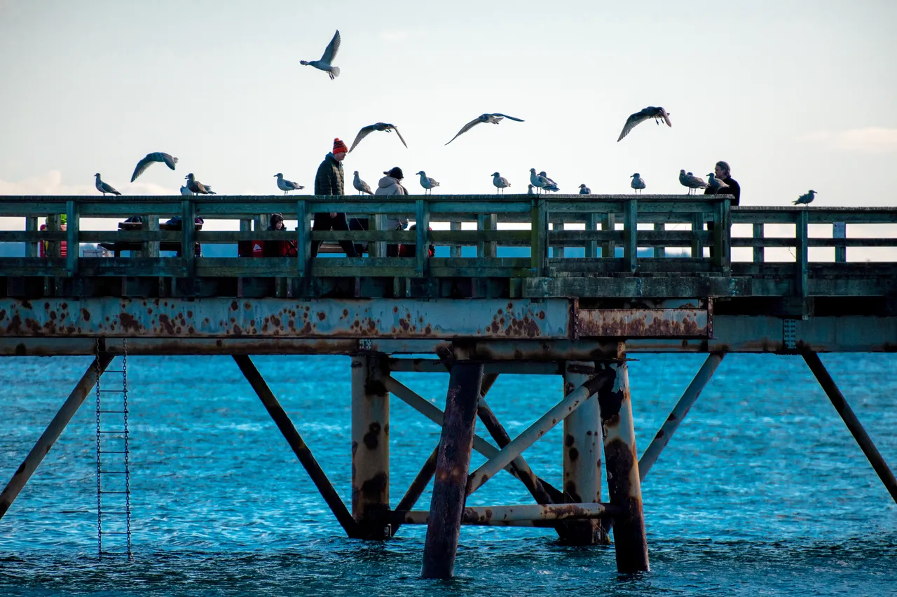 People and gulls on pier - 4 - Sidney