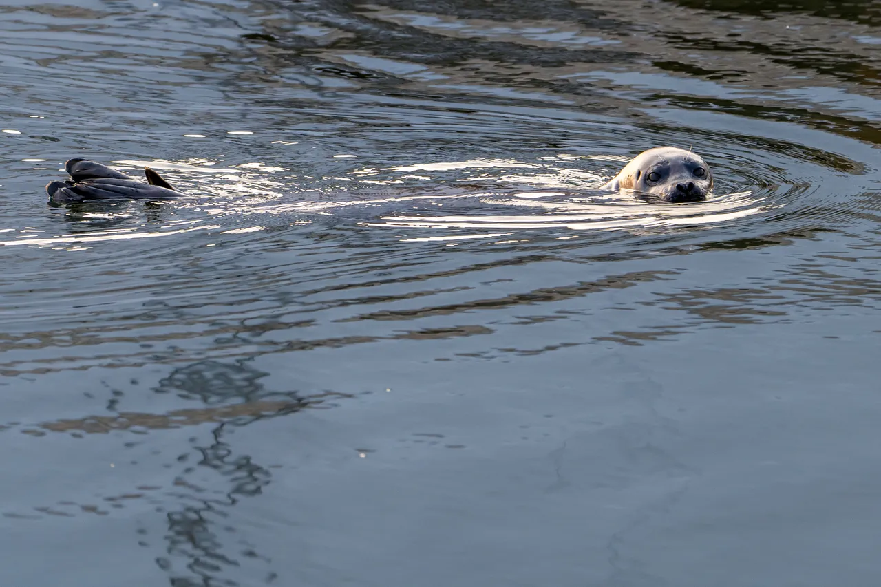 Curious Harbour Seal Surfacing with Head Raised Above Calm Water