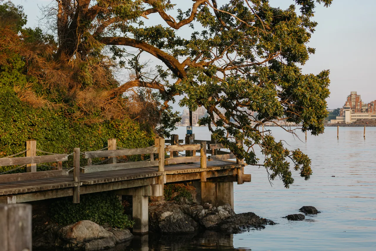 Quiet waterfront boardwalk beneath a sprawling coastal tree