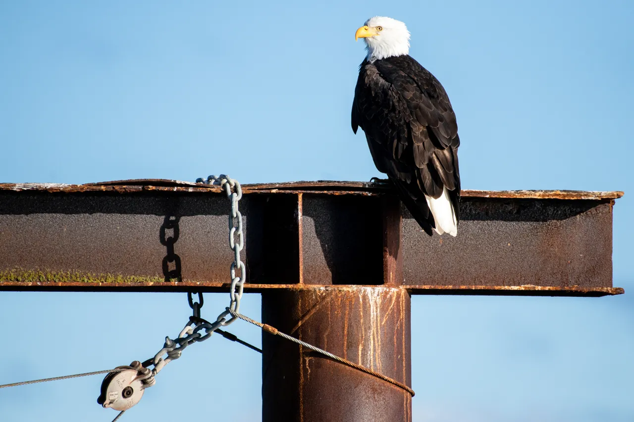 Eagle on pier - Sidney