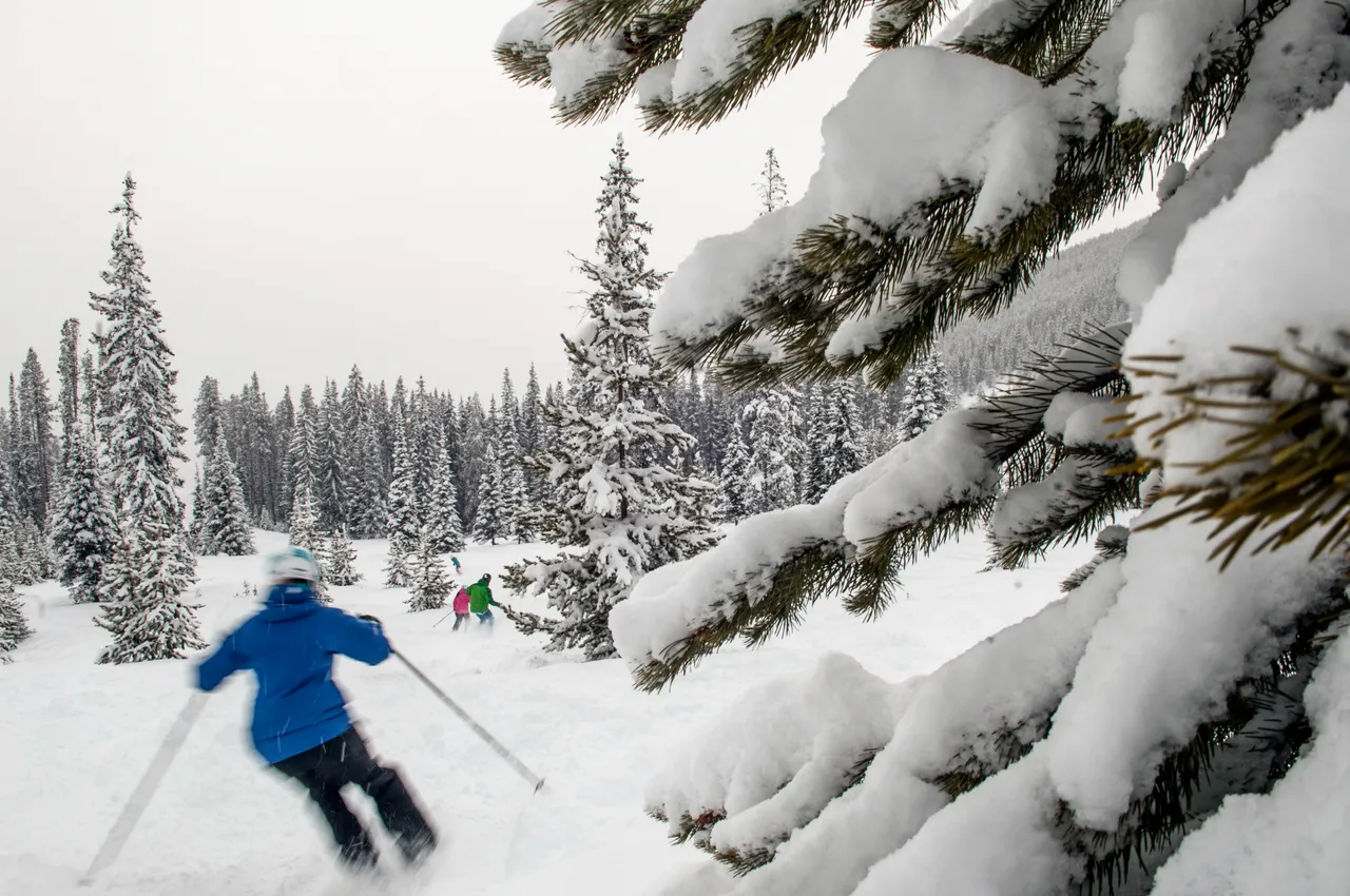 Powder skiing - snowboarding