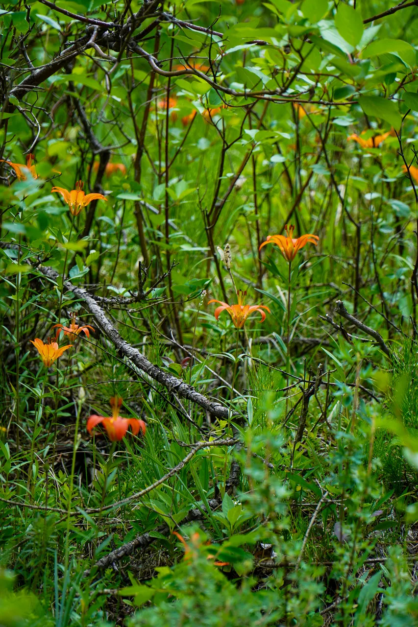 Panorama_WILDness Day 1_2025 (81)
