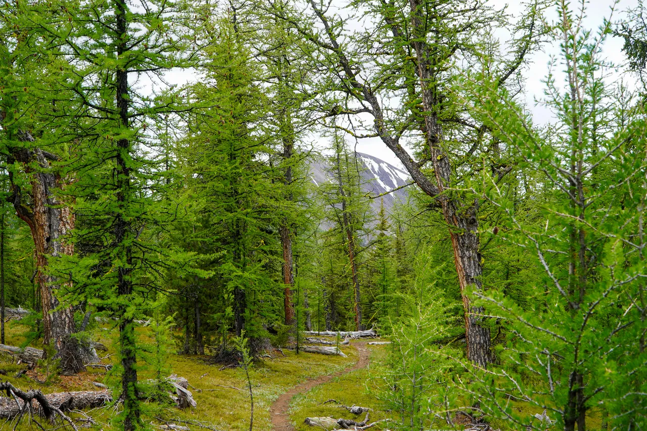 Panorama_WILDness Day 1_2025 (32)