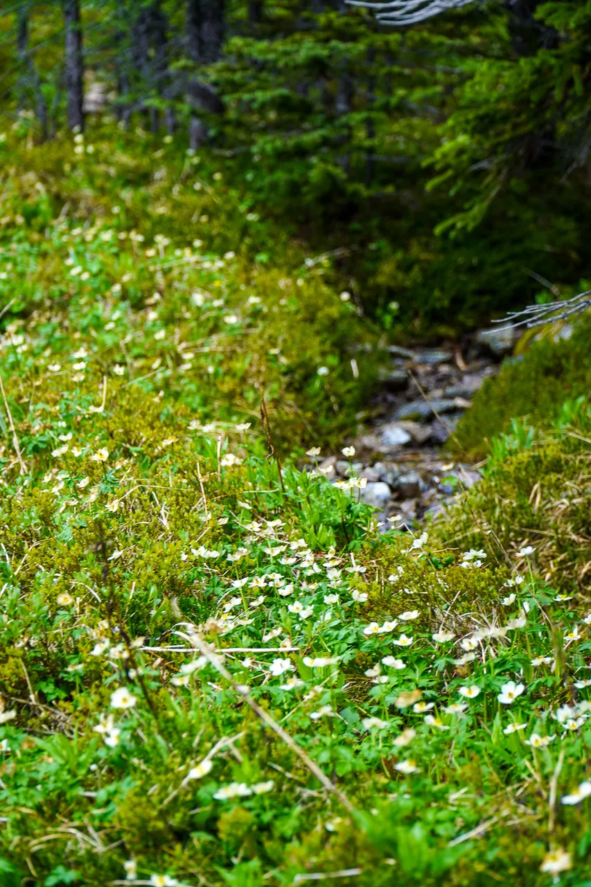 Panorama_WILDness Day 1_2025 (42)